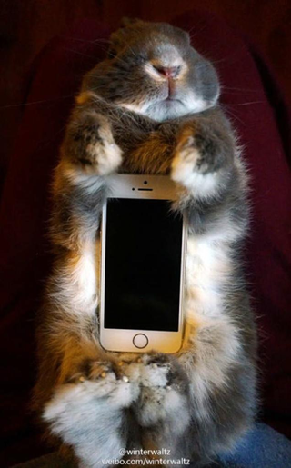 Illustration for article titled Don't Use Real Rabbits as Your Smartphone Case